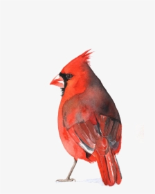 Cardinal Bird Png - Cardinal Transparent Background, Png Download, Transparent PNG