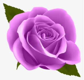 Purple Rose Png - Blue Rose Png, Transparent Png, Transparent PNG