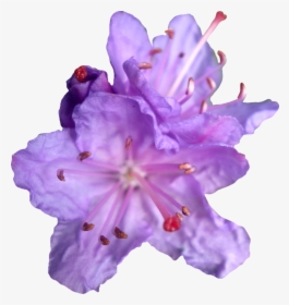 Purple Flower Png Purple Rhododendren Png By - Portable Network Graphics, Transparent Png, Transparent PNG