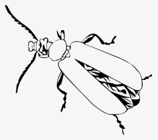 Cardinal Beetle - Drawing, HD Png Download, Transparent PNG