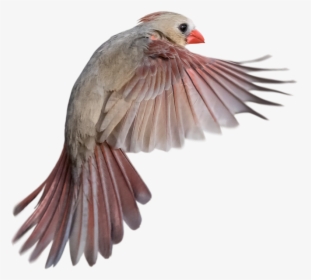 Bird Flying Side View, HD Png Download, Transparent PNG