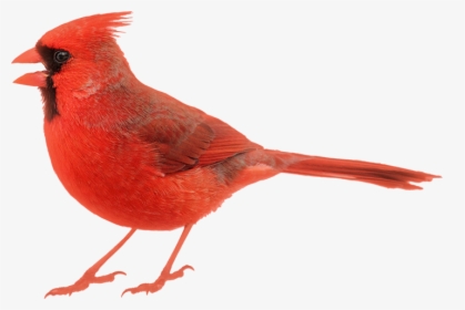 Image Of Cardinal - Cardinal White Background, HD Png Download, Transparent PNG