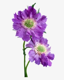 Asters Flowers Png Image File - Happy Monday, Transparent Png, Transparent PNG