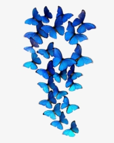 Group Of Blue Butterflies, HD Png Download, Transparent PNG