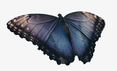 Butterfly Png Real, Transparent Png, Transparent PNG