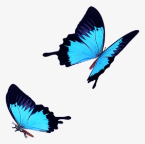 Light Blue Butterfly Fly Png Download - Blue Butterfly Icon Transparent, Png Download, Transparent PNG