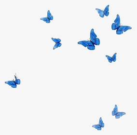 #mq #blue #butterfly #animal #flying #fall - Flying Transparent Blue Butterflies, HD Png Download, Transparent PNG