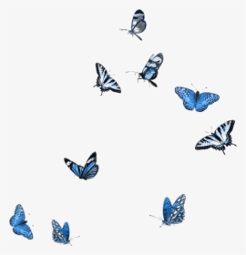 Blue Butterflies Png, Transparent Png, Transparent PNG
