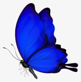 Blue Butterfly Png Download - Blue Butterfly Png Vector, Transparent Png, Transparent PNG