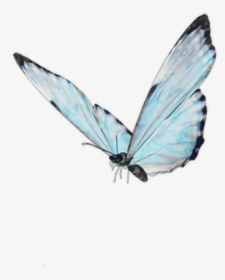 #blue #butterfly #soft #cute #aesthetic #goth #kawaii - Android Live Butterfly Wallpaper 3d, HD Png Download, Transparent PNG