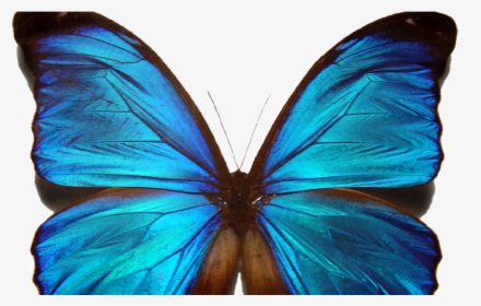 Morpho Butterfly Png - Adoration Of Jenna Fox Butterfly, Transparent Png, Transparent PNG