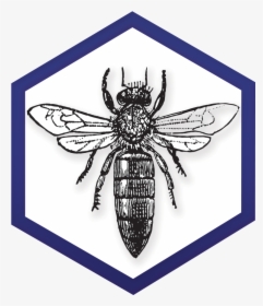 Ny Bee Wellness Workshops Logo - Bee Queen Vintage Illustration, HD Png Download, Transparent PNG