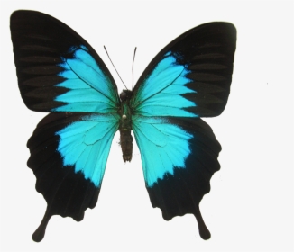 Colorful Butterfly Png Photo Background - Does A Butterfly Eat, Transparent Png, Transparent PNG