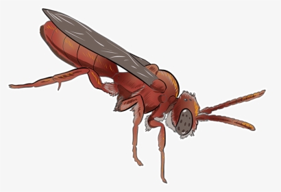 Cuckoo Bee - Hornet, HD Png Download, Transparent PNG