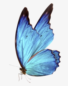 Bluebutterflyhouse - Hd Blue Butterfly Png, Transparent Png, Transparent PNG