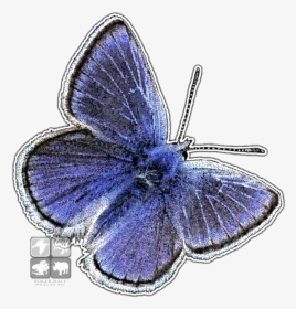 Mission Blue Butterfly Png, Transparent Png, Transparent PNG