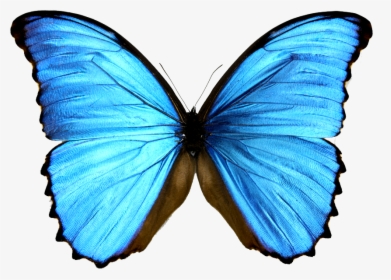 Monarch Butterfly Morpho Menelaus Morphinae Blue, HD Png Download, Transparent PNG