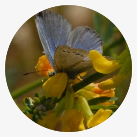 Blue-butterfly - Common Blue, HD Png Download, Transparent PNG
