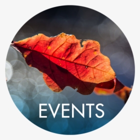 Events - Autumn, HD Png Download, Transparent PNG