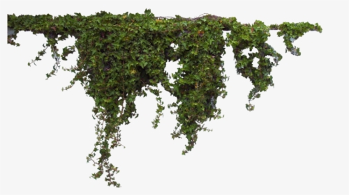 #vines #moss @ladymariacristina - Ivy Png, Transparent Png, Transparent PNG