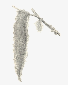 Transparent Spanish Clipart - Spanish Moss Clipart, HD Png Download, Transparent PNG