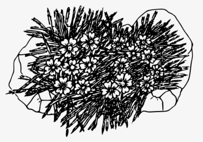 Moss Campion - Moss Coloring Page, HD Png Download, Transparent PNG