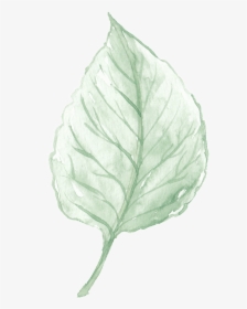 Watercolor Leaves Are Free From Material - صور ورقه شجر مرسومه, HD Png Download, Transparent PNG