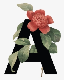 Floral Alphabet, HD Png Download, Transparent PNG