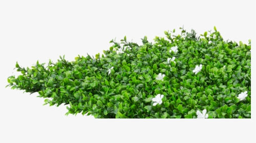 Groundcover - Hedge Flowers Png, Transparent Png, Transparent PNG