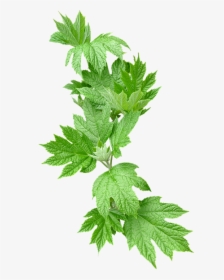 Leaves, Greenery, Foliage - Greenery Png, Transparent Png, Transparent PNG