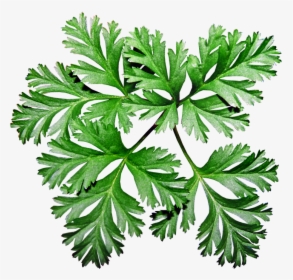 Leaves, Anemone, Plant, Garden, Greenery - Anemone Leaves, HD Png Download, Transparent PNG