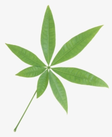 Green Leaf Png - Single Green Leaf Transparent Background, Png Download, Transparent PNG