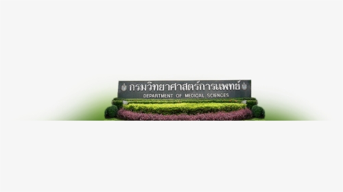 Grass, HD Png Download, Transparent PNG