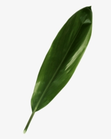 Green Ti Leaf - Daphne, HD Png Download, Transparent PNG