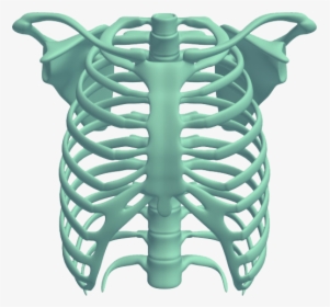 Download Rib Cage - Rib Cage Free, HD Png Download, Transparent PNG