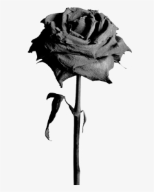 Flowers Png Rose Black , Png Download - Stock Photography, Transparent Png, Transparent PNG