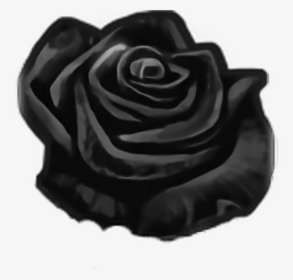Mq Black Rose Roses Flowers Flower - Floribunda, HD Png Download, Transparent PNG