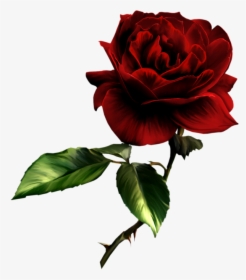 Deep Red Rose Png, Transparent Png, Transparent PNG
