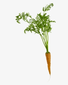 Carrot Plant Png, Transparent Png, Transparent PNG