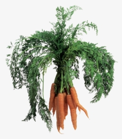 Carrot Png Image - Baby Carrot, Transparent Png, Transparent PNG