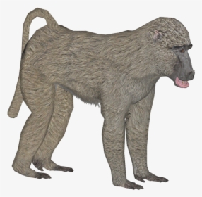 Olive Baboon F - Baboon, HD Png Download, Transparent PNG