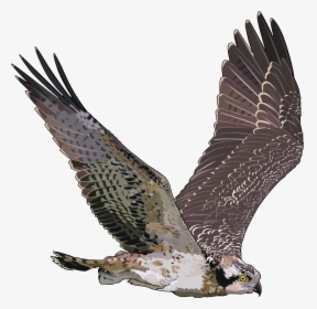 Falcon Png - Flying Falcon Transparent Background, Png Download, Transparent PNG