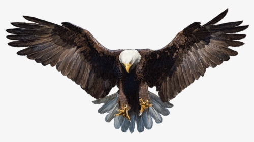 Falcon Png Photo - Transparent Background Eagle Png, Png Download, Transparent PNG