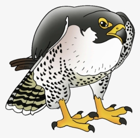 Atlanta Falcons Clipart Falcon Transparent Png - Transparent Peregrine Falcon Png, Png Download, Transparent PNG