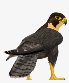 Download Peregrine Falcon Png Clipart - Peregrine Falcon Png, Transparent Png, Transparent PNG