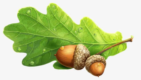 Acorn Png Image - Oak Leaf Acorn Png, Transparent Png, Transparent PNG