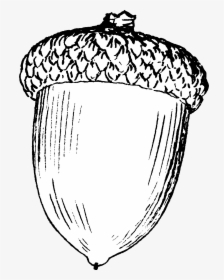 Acorn Png Black And White - Drawing Of An Acorn, Transparent Png, Transparent PNG