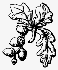Acorns Clipart Black And White, HD Png Download, Transparent PNG