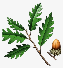 Southern Live Oak Quercus Coccinea Quercus Cerris Illustration - Oak, HD Png Download, Transparent PNG