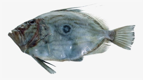 John Dory Icon - Prahran Fish, HD Png Download, Transparent PNG